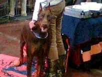 Krivec - foto povečava