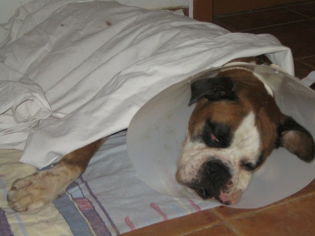 Živali - foto povečava