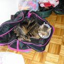 Missy
