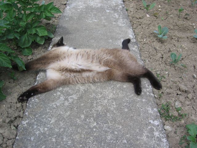Kaja - foto
