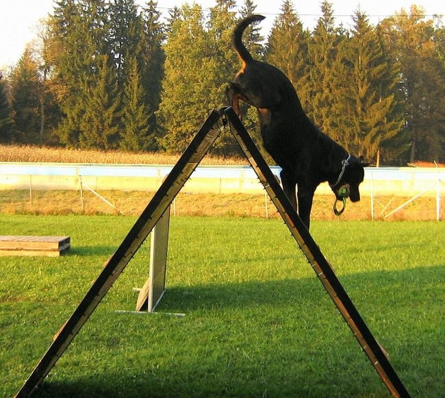 Rottweiler - foto povečava