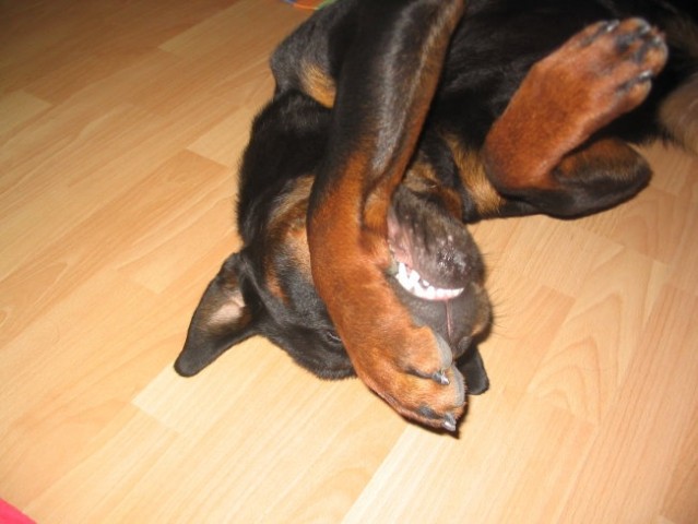 Rottweiler - foto