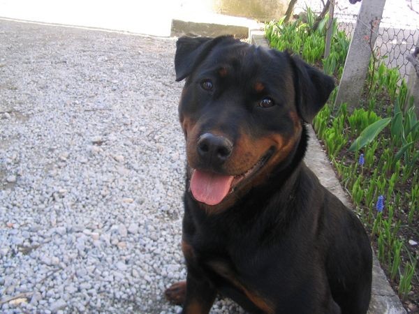 Rottweiler - foto povečava