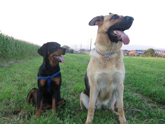 German Shepherd - foto povečava