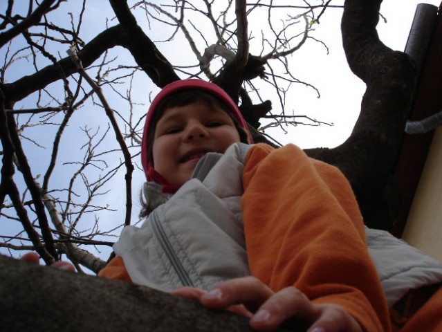 Na drevesu
