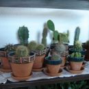 moja zbirka kaktusov v novih lončkih