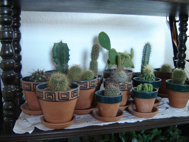 moja zbirka kaktusov v novih lončkih