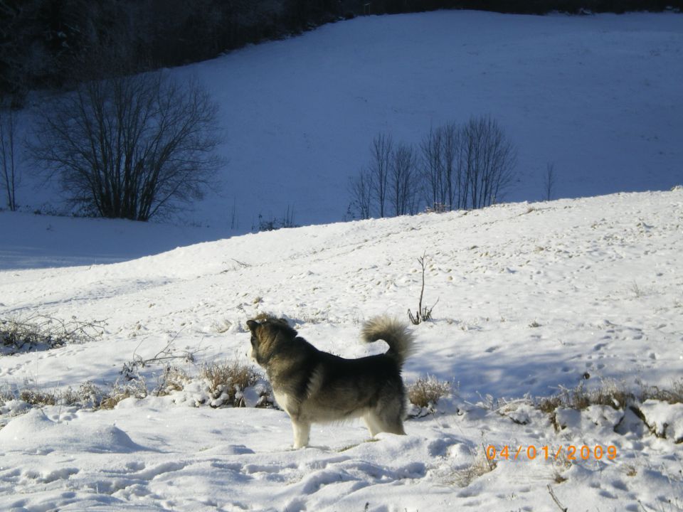 Razne slike  - foto povečava