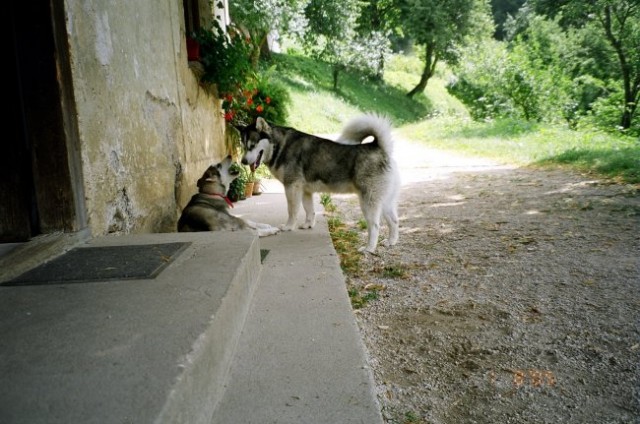 ALJAŠKI MALAMUTI - foto