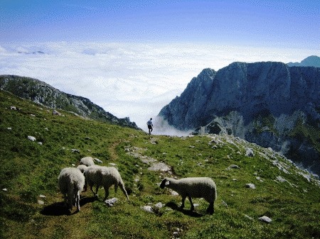 ovce na obronku Grintovca