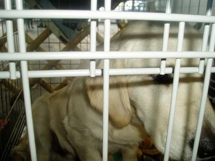 Cacib, 15.1.2005 - foto