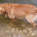 rondi