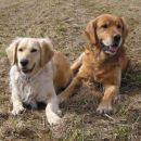 gaja & rondo