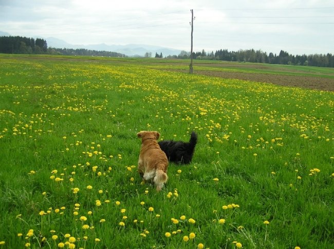 April 2005 - foto povečava