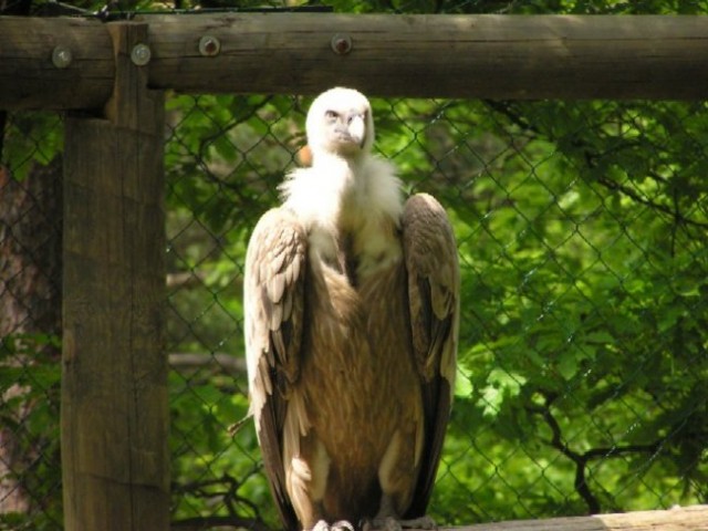 ZOO,14.5.2005 - foto