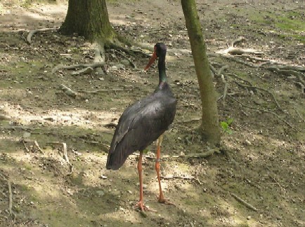 ZOO,14.5.2005 - foto povečava