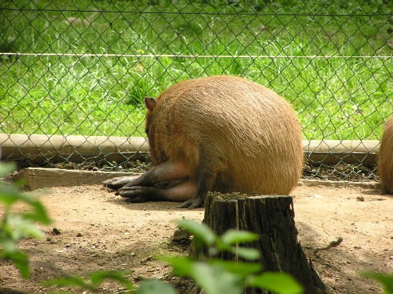 kapibare