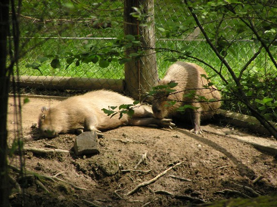 ZOO,14.5.2005 - foto