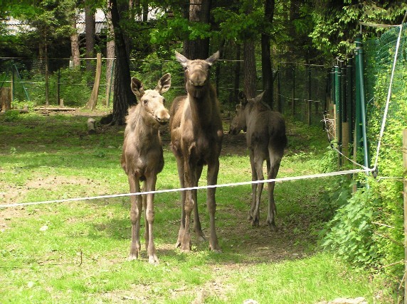 ZOO,14.5.2005 - foto