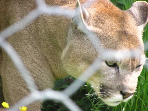 Puma