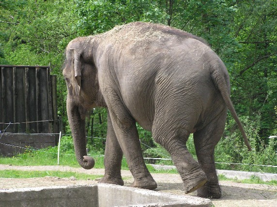 slonica