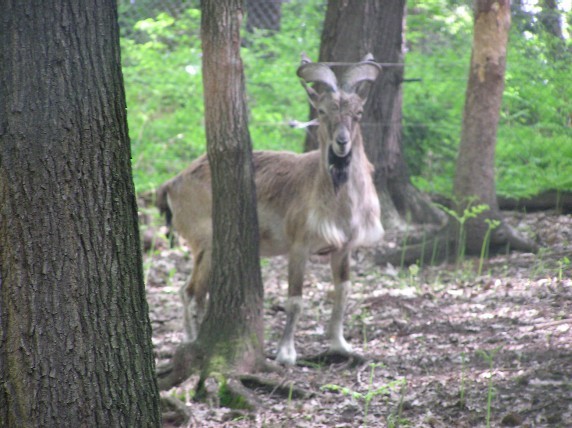ZOO,14.5.2005 - foto