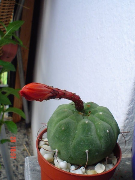 Kaktus1