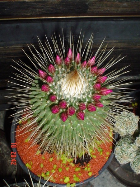 Kaktus2
