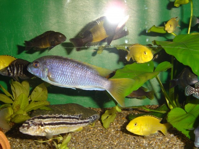 Samici Pseudotropheus Acei in spodaj Melanochromis Auratus