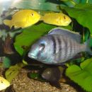 Placidochromis sp. 