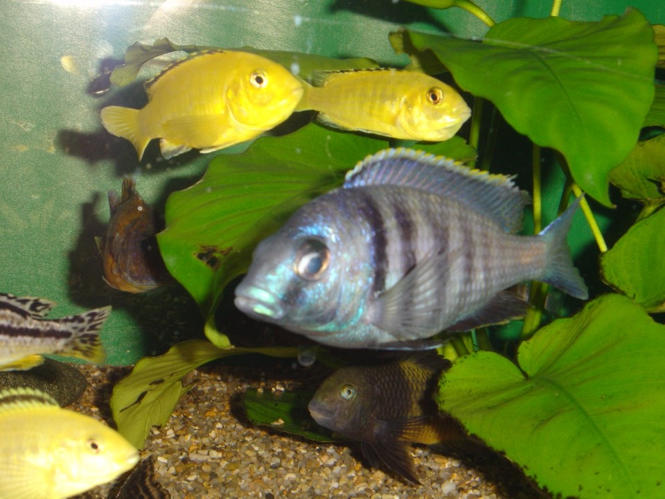 Placidochromis sp. 