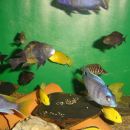 Placidochromis sp. 