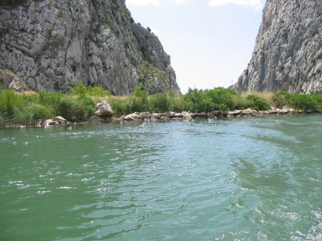 Kanjon reke Cetine. Zelo čista sladka voda in obilo postrvi.