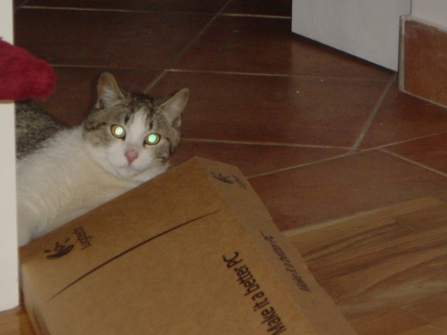 Kuku