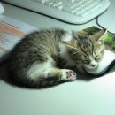 Rada spim na mizi in čuvam na miško.