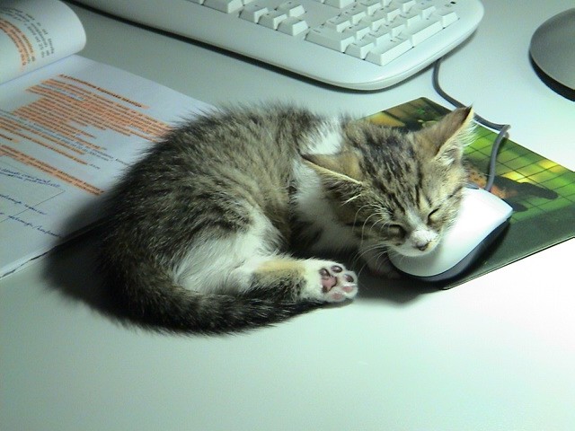 Rada spim na mizi in čuvam na miško.