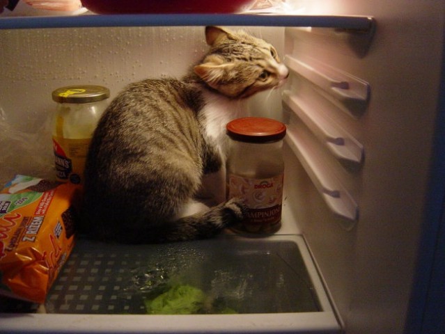 Poletje je vroče, se moram shladiti v hladilniku.