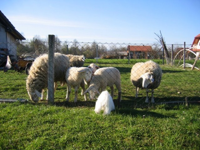 Sosedove ovčke so pa vsakdanja atrakcija