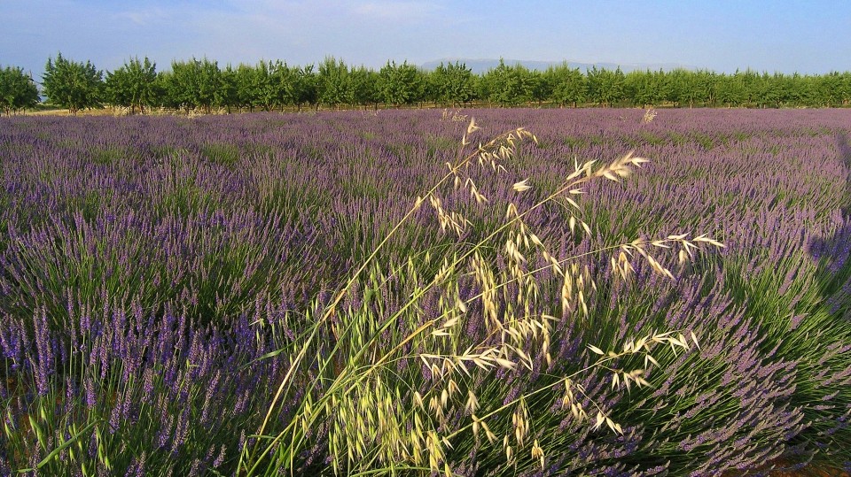 FRANCIJA-PROVANSA 2008 - foto povečava