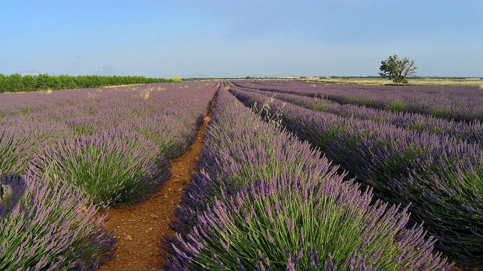 FRANCIJA-PROVANSA 2008 - foto povečava