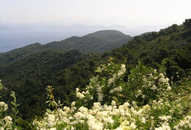 MLJET 2007 - foto povečava