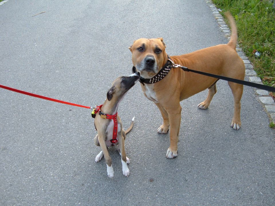 STAFI NOXI ROXI - foto povečava