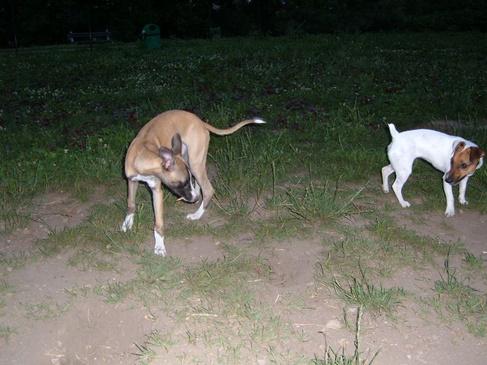 STAFI NOXI ROXI - foto povečava