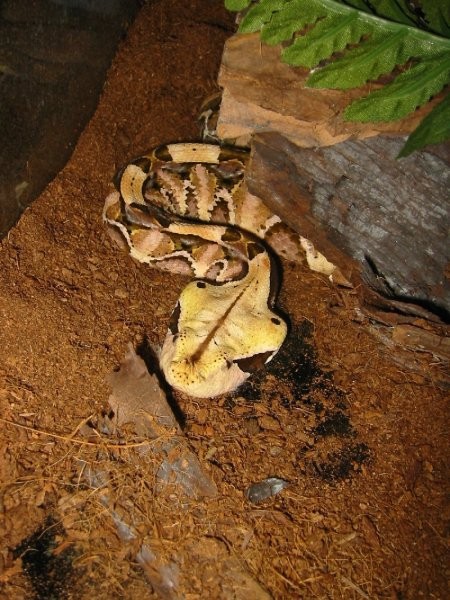 Bitis Gabonica - foto povečava