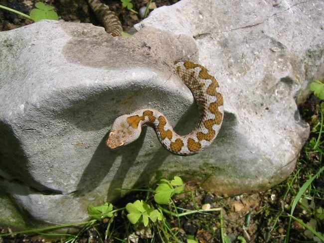 Vipera Ammodytes - foto povečava