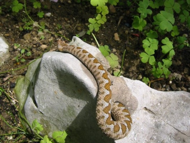 Vipera Ammodytes - foto