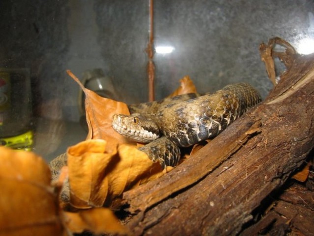 Vipera Atra - foto