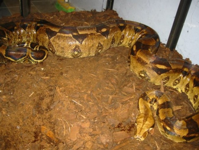 Boa Constrictor Imperator - foto