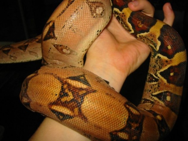 Boa Constrictor Imperator - foto