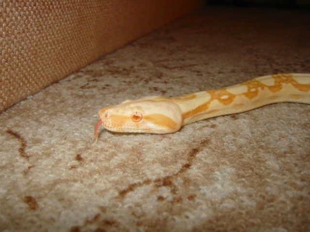 Albino boa - foto